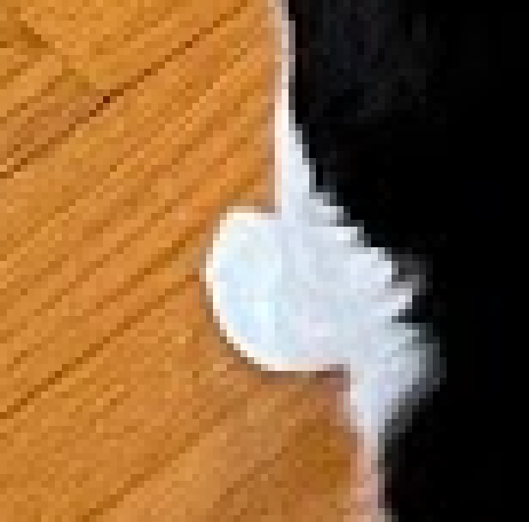 Dexter, Nicole's cat, sitting on a hardwood floor, zoomed in quite a bit