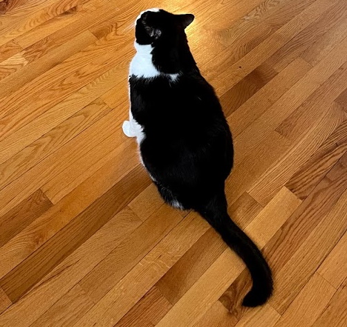 Dexter, Nicole's cat, sitting on a hardwood floor