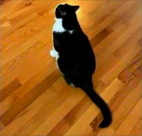 Nicole's cat, in composite video