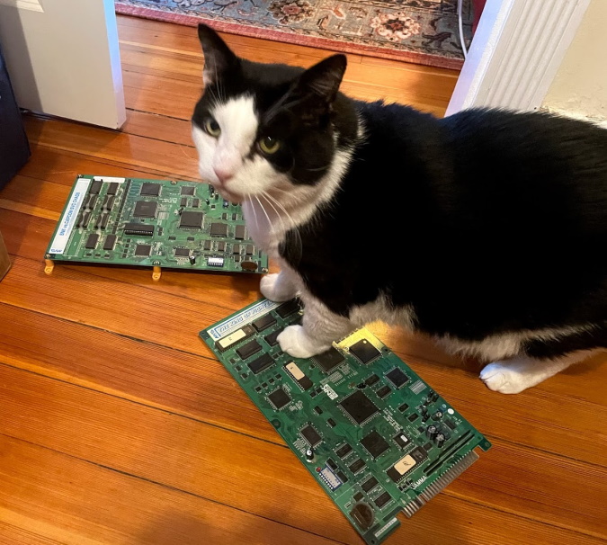 A cat standing on two MV0 circuitboards