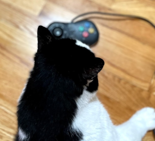 My cat, Dexter, with a Neo Geo control pad